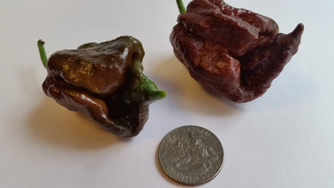 Trinidad Chocolate Scorpion - Seeds - The Pepper Pantry (Formerly Marie Sharp's)